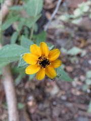 Zinnia maritima