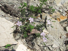 Linum lanuginosum