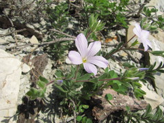 Linum lanuginosum