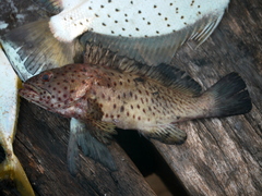 Epinephelus longispinis