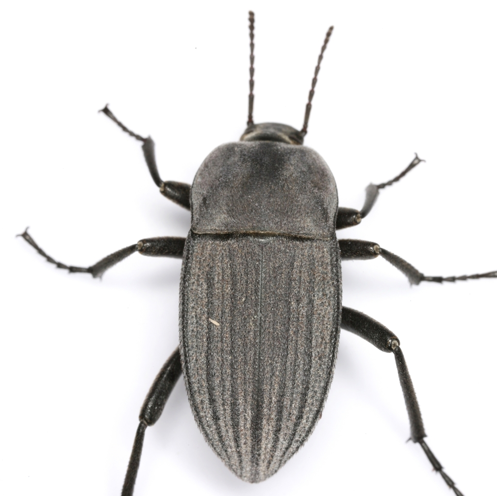 Three Ribbed Darkling Beetle Beetles Of Blanco Texas INaturalist   Large 