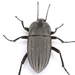 Three-ribbed Darkling Beetle - Photo (c) Mike Quinn, Austin, TX, some rights reserved (CC BY-NC), uploaded by Mike Quinn, Austin, TX