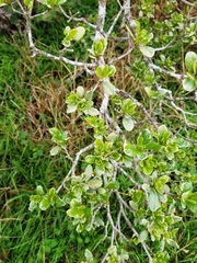 Pittosporum tobira