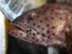 Epinephelus longispinis