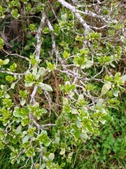 Pittosporum tobira