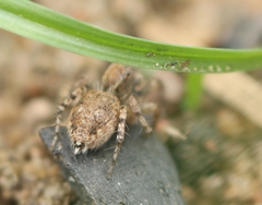 Stenaelurillus metallicus