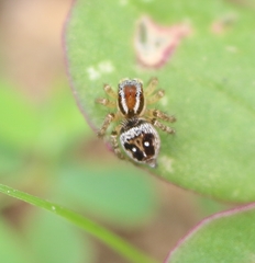 Stenaelurillus lesserti