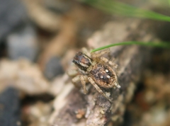 Stenaelurillus metallicus