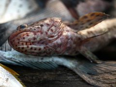 Epinephelus longispinis