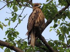 Milvus migrans