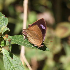 Memphis moruus