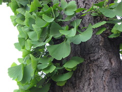 Ginkgo biloba