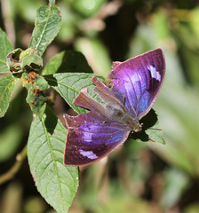 Memphis moruus