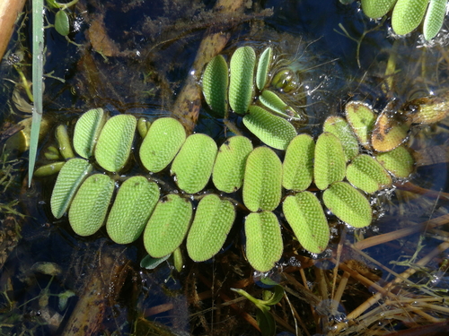 salvínia plávajúca (Salvinia natans)