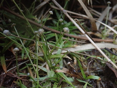Eriocaulon truncatum