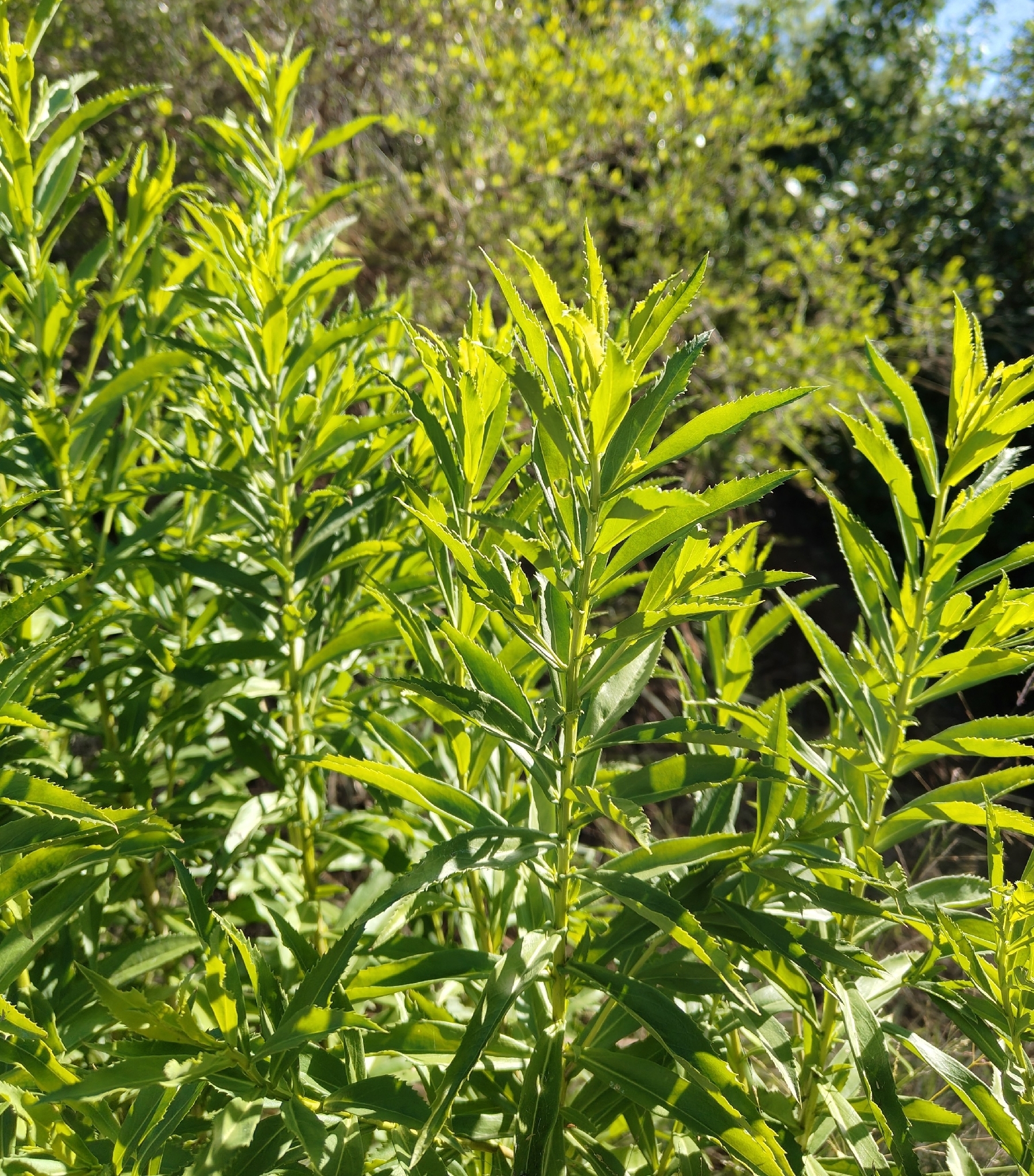Mexican Goatweed (Capraria mexicana)