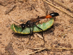 Ammophila sabulosa