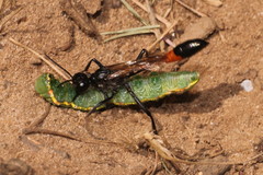 Ammophila sabulosa