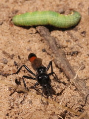 Ammophila sabulosa