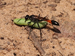 Ammophila sabulosa
