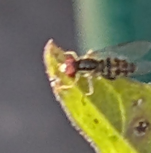 Unknown species found near Donaldson Run, Arlington, VA 22207, USA