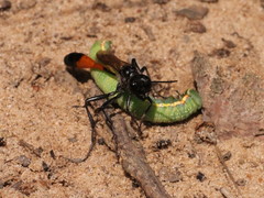 Ammophila sabulosa