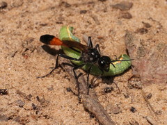 Ammophila sabulosa