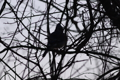 Cyanocitta cristata bromia