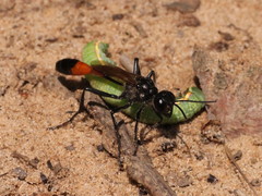 Ammophila sabulosa