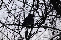 Cyanocitta cristata bromia