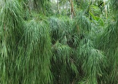 Otatea acuminata