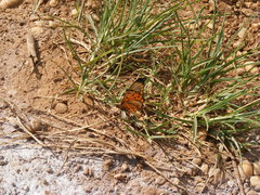 Acraea pseudegina