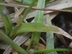 Eriocaulon truncatum