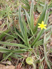 Hypoxis villosa, photograph (c) Nicola van Berkel, some rights reserved (CC BY-SA)