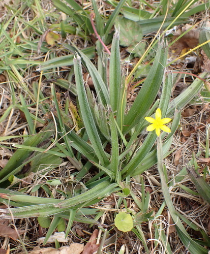 Hypoxis villosa, photograph 4