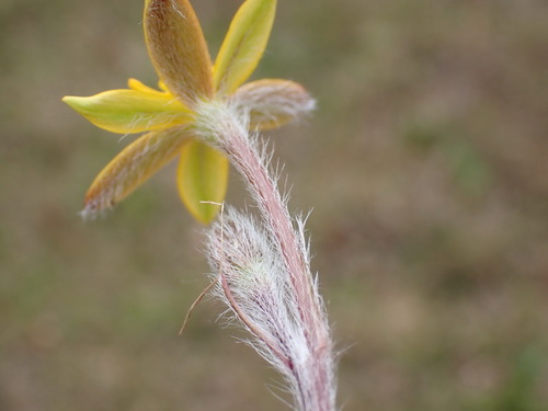 Hypoxis villosa, photograph 1
