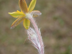 Hypoxis villosa, photograph (c) Nicola van Berkel, some rights reserved (CC BY-SA)