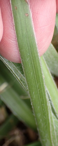 Hypoxis villosa, photograph 5