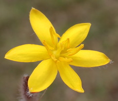 Hypoxis villosa, photograph (c) Nicola van Berkel, some rights reserved (CC BY-SA)