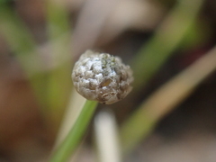 Eriocaulon truncatum