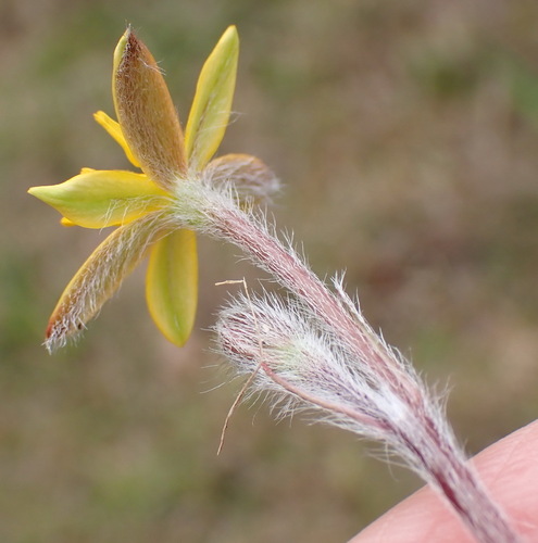 Hypoxis villosa, photograph 3