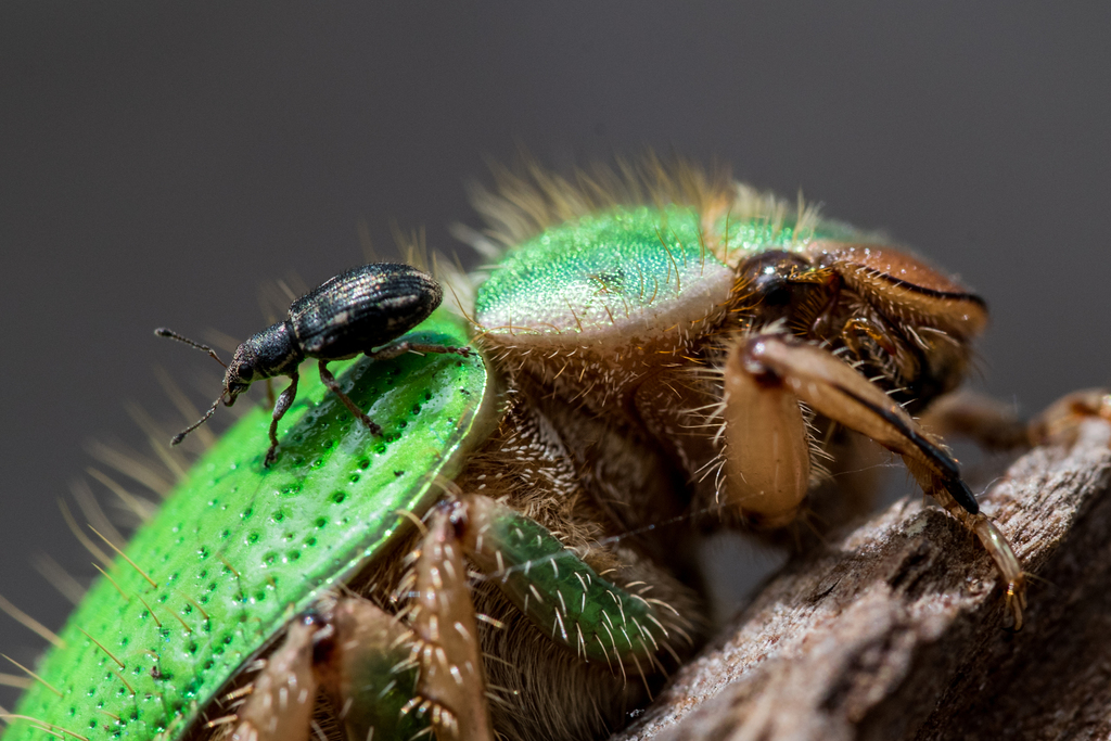 Polydrusus chilensis