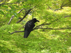 Corvus macrorhynchos