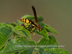 Polistes minor