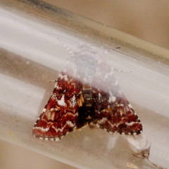 Anarta myrtilli
