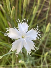 Dianthus mooiensis