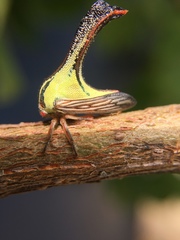 Umbonia crassicornis