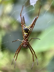 Micrathena brevipes