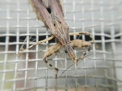 Oncocephalus validispinis