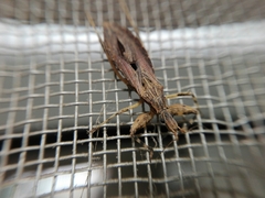 Oncocephalus validispinis